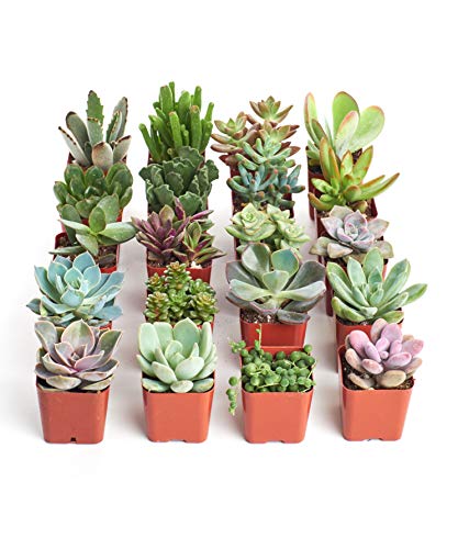 Shop Succulents Unique Succulent Pack
